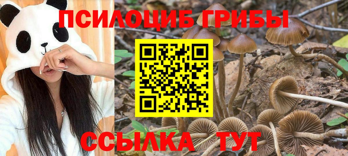 Псилоцибиновые грибы Psilocybine cubensis  Вход с VPN  купить  цена  Владивосток 